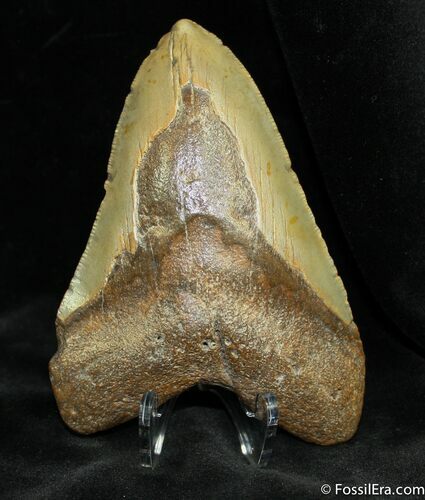 Megalodon Tooth From SC #933